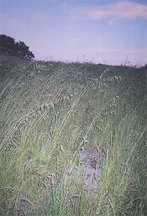 Badger Den